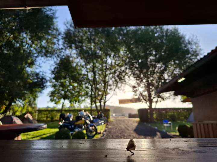 Morgenstimmung mit Falter